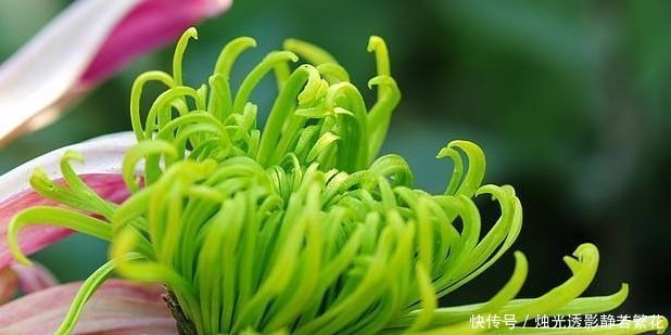 绿朝云|喜欢菊花,不如养盆“珍贵名菊”绿朝云,似惊鸿起舞,美丽优雅