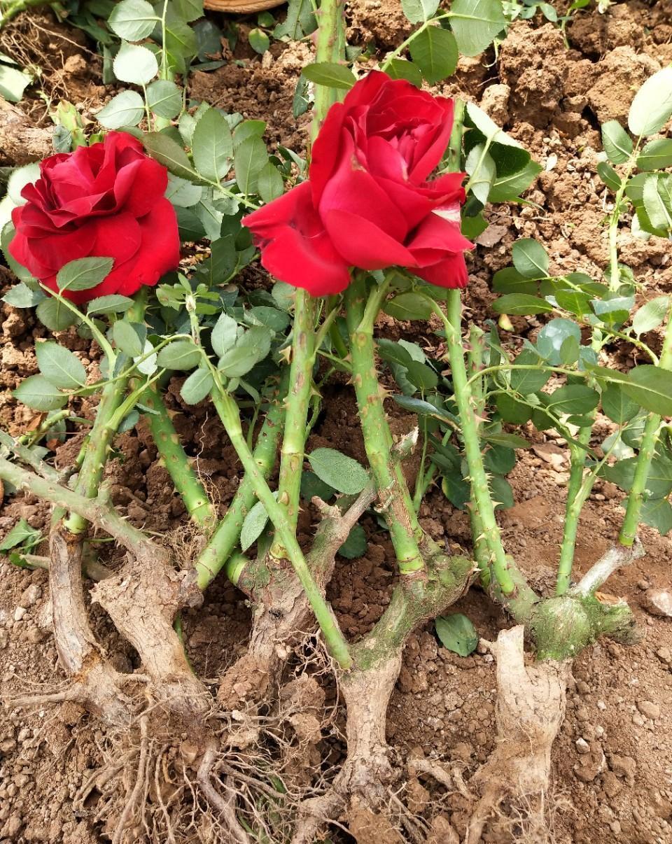 养花|养花新手买“老桩”,都被“割韭菜”,高手会省钱,专挑小的买