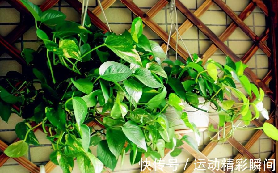 天冷需要多晒的“8种花”，有些还要“断粮少水”，不然熬不过冬