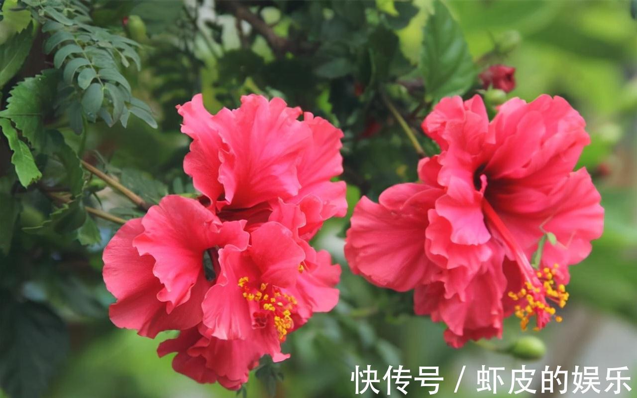 红掌|7种“勤快花”，就是“花机器”，365天开不败，从来不嫌累