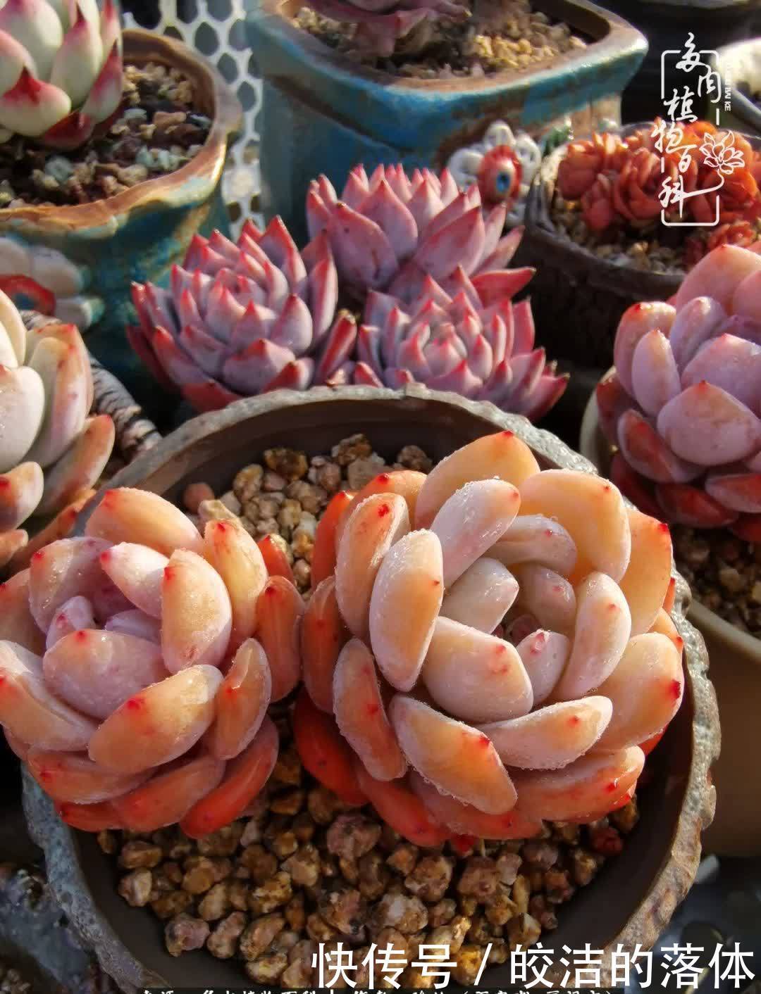 百度|我与多肉那些不得不说的故事!