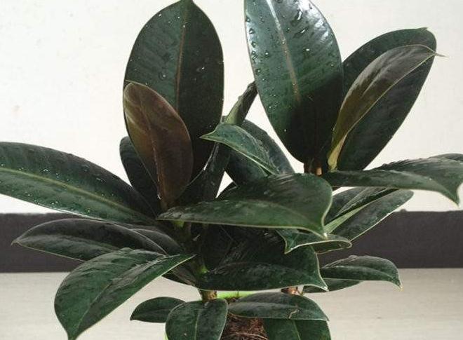 房屋采光差，通风不畅，养上3种花，空气1级棒，养护更简单