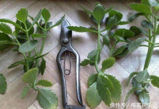 扦插长寿花:从母株上选枝叶、催根、育苗,得做好这些细节