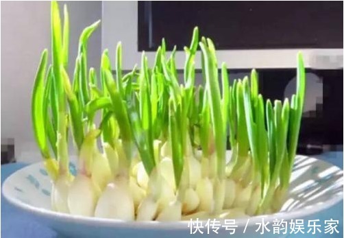 大蒜|大蒜为什么会发芽,发芽后到底能不能吃现在为你解答