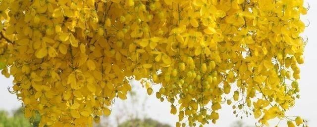 周大妈|天然“降糖药”找到了, 坚持吃这些食物, 帮助减少血糖困扰！