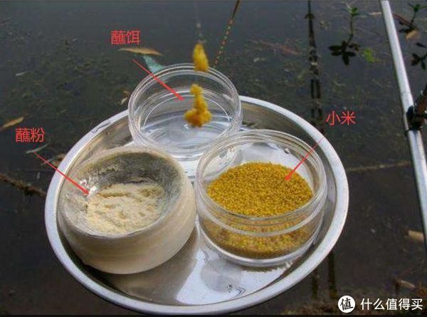 鲫鱼们|黑坑钓鲫鱼,巧用蘸饵出奇制胜,诱钓结合让鲫鱼争相抢食