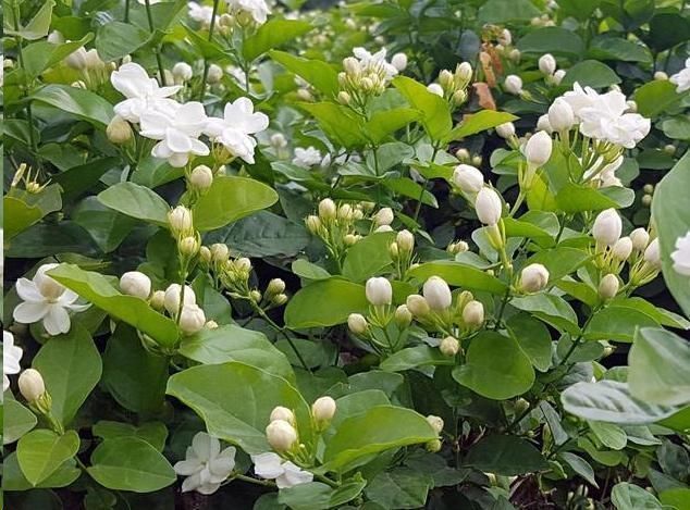 茉莉花花后这样做,一茬接着一茬开,还能一盆变多盆