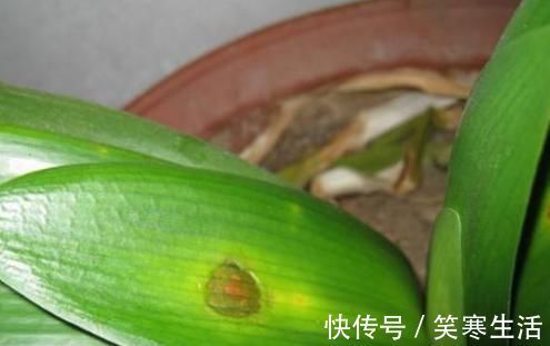 叶子|她把君子兰的叶子全都剪光光了,没想到君子兰越长越好