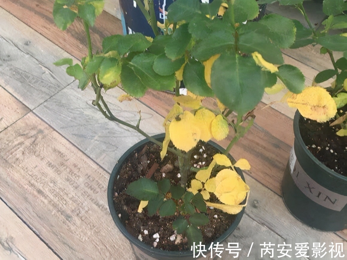 阳台上|5个位置,不能养花,养一盆死一盆,看看你中招没有