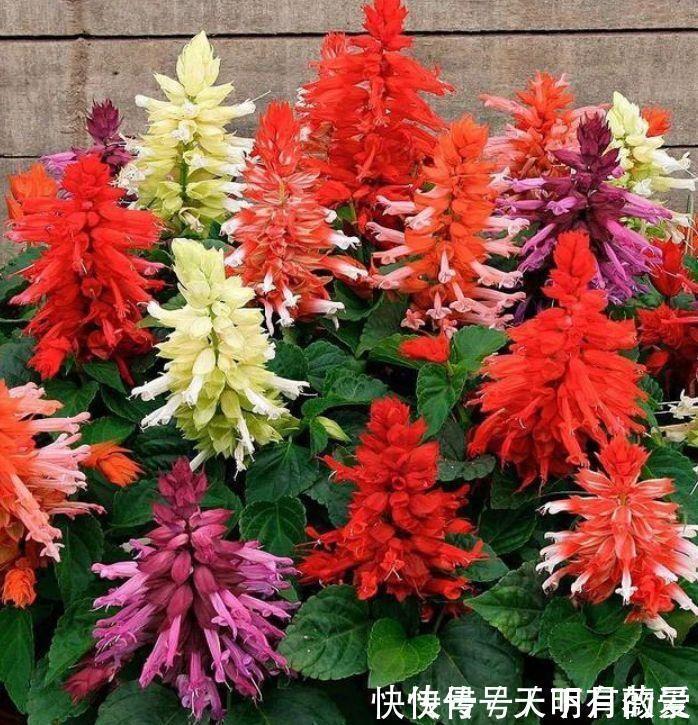 适合养在阳台的花卉,花开不断,花大色艳很漂亮