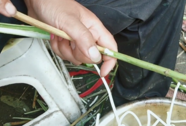 长在路边的植物,茎里藏着“白粉条”,剥出来一斤能卖五六十块钱