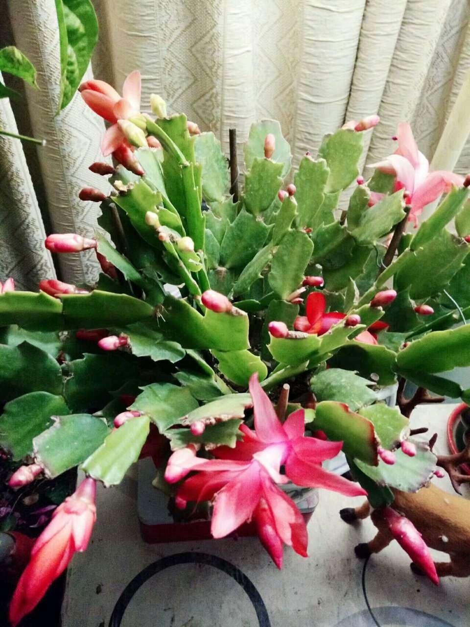 到了秋天,1盆水浇花,绿萝、发财树“嗖嗖冒芽”,迅速爆盆