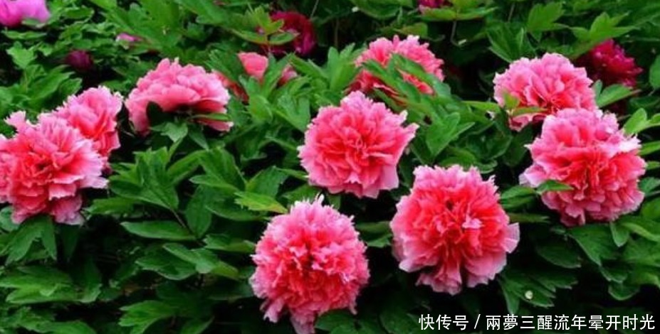 养花就养这几款,随便养都爆盆,花期长花量大,满屋飘香!