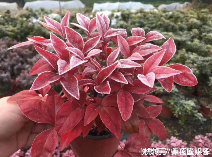 火火|7种“红色系”年宵花，养在家中添喜气，红红火火过大年