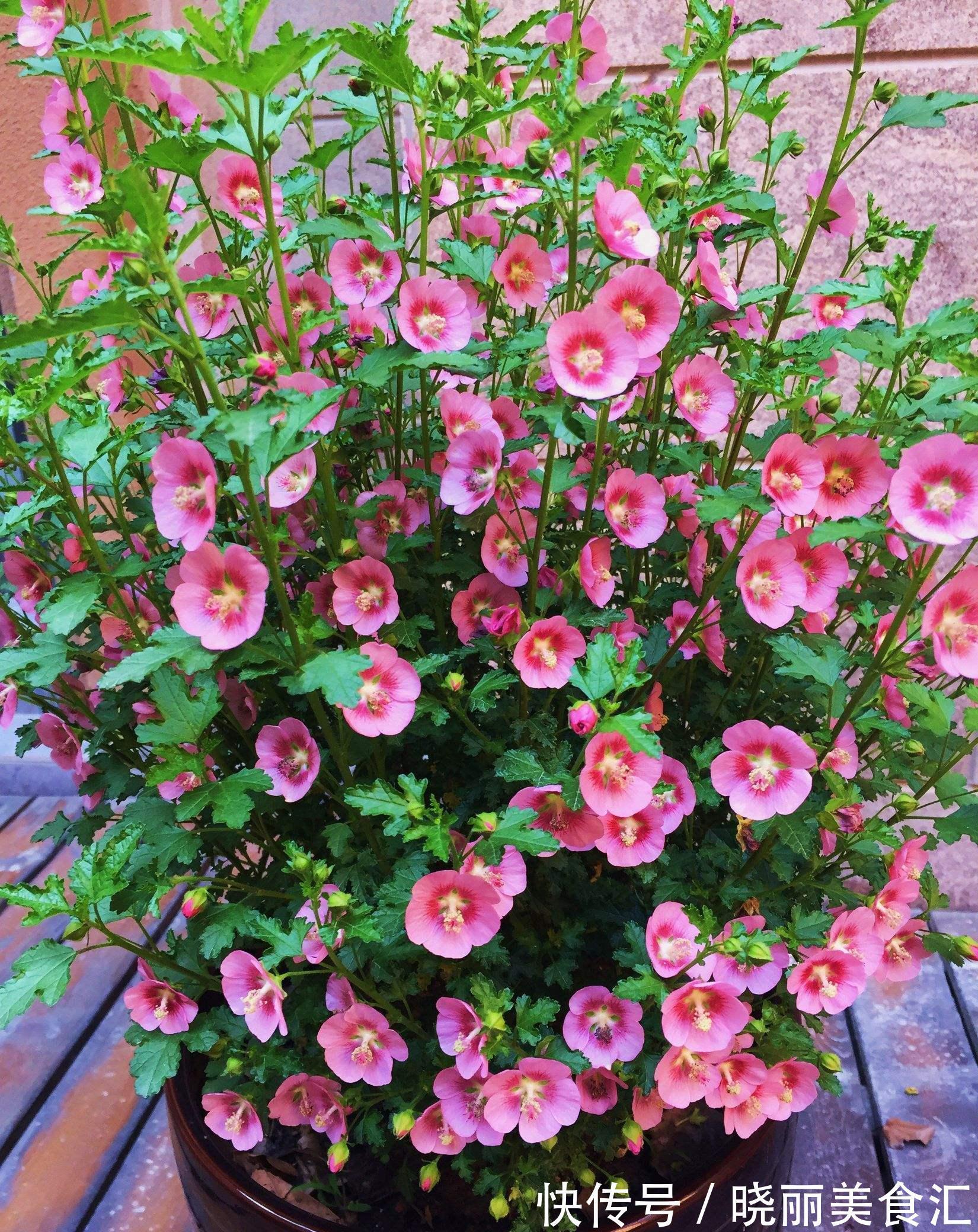 10种花“冷天”长得慢，“穷养”多晒更健壮，不然易烂根，难过冬