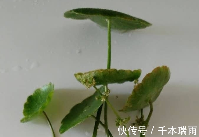 喝完的酸奶瓶不要扔,水培几棵铜钱草就是一抹风景