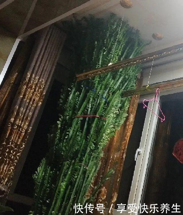 8种镇宅花,窗户边养一棵,霸气又镇宅!