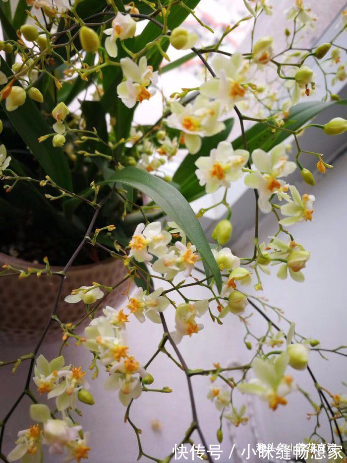 养护国兰和洋兰的几个基本技巧,学会浇水,盆栽养窗台边就好活