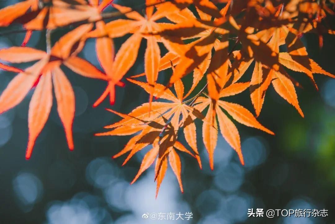 集体|惊艳！高校们集体出动，官宣最美秋景，有你的母校吗？