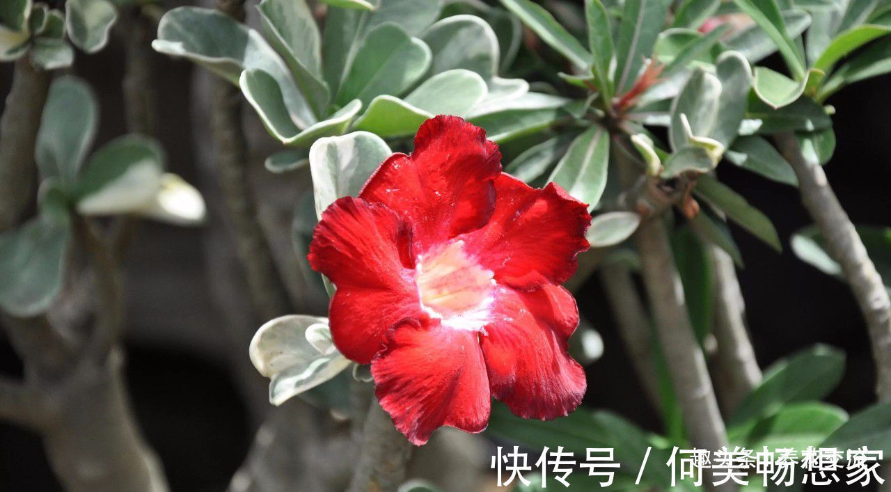 沙漠玫瑰在非洲能长5米高，养盆里仅10多厘米，依旧可开花