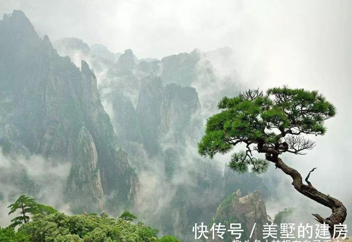 花花草草|原来花花草草也有这么多“雅称”