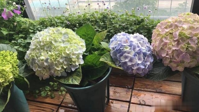 圆滚滚的绣球,瀑布般的花墙,这届花友也太会种花了吧