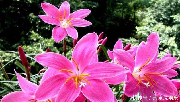 养似|喜欢养花,就养似兰花不是兰,扔土里就活的花卉,年年花不断