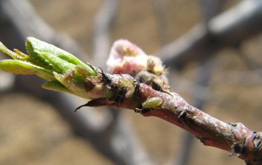 三月桃花开 桃蚜也到来 快资讯