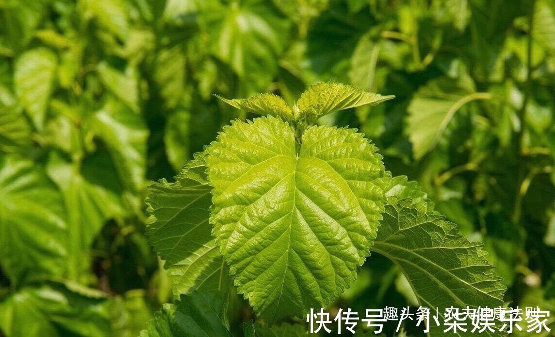 子宫污血|女性经期多喝此“补血叶”,排出子宫污血,调理月经,淡斑养颜