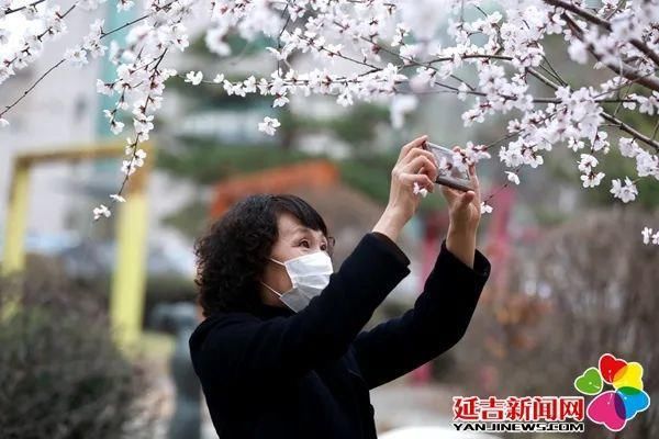 延吉街头桃花春色暖先开