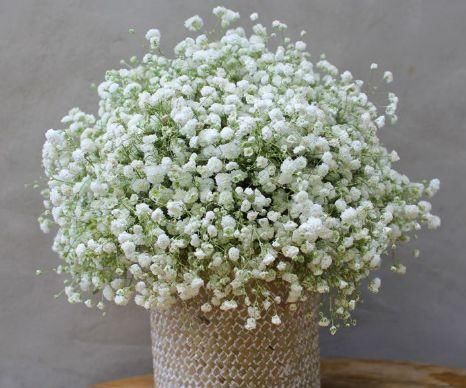  开花|4款盆栽花，好养易成活，花美似牡丹，全年开花不断