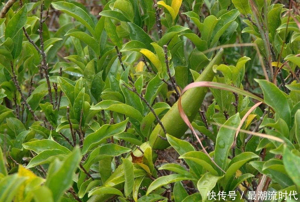 山坡上生长的这种野生植物,全株有毒,不耐霜冻,却有杀虫的功效