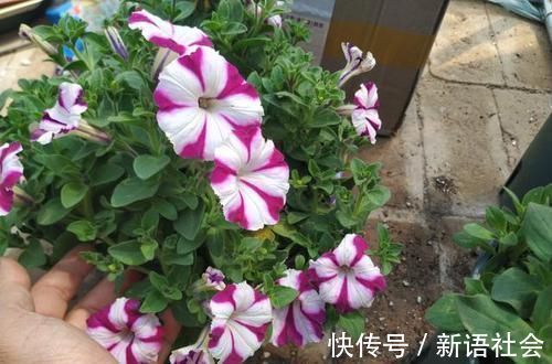 养花总是死?盆底埋点“小东西”,疏松透气不烂根,养啥旺啥