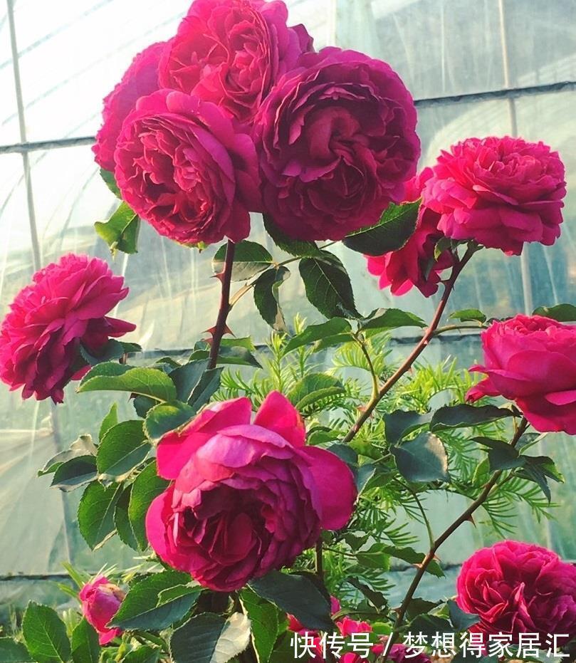 荔枝香|你的阳台还有位置吗?养棵“秋日胭脂”,多季有花看,赏花又闻香