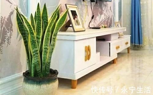 植株|卧室、客厅必养的5种花,甲醛少、空气好,家人身体倍儿健康