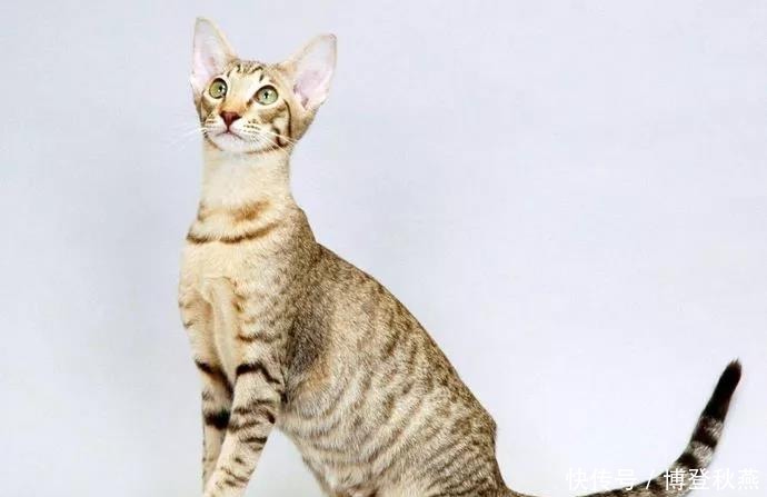 到底有没有短毛布偶猫
