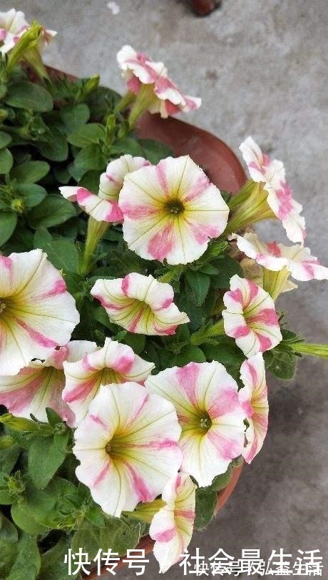 长春花|5种花,开花时间超长,养一盆一整年都开花!