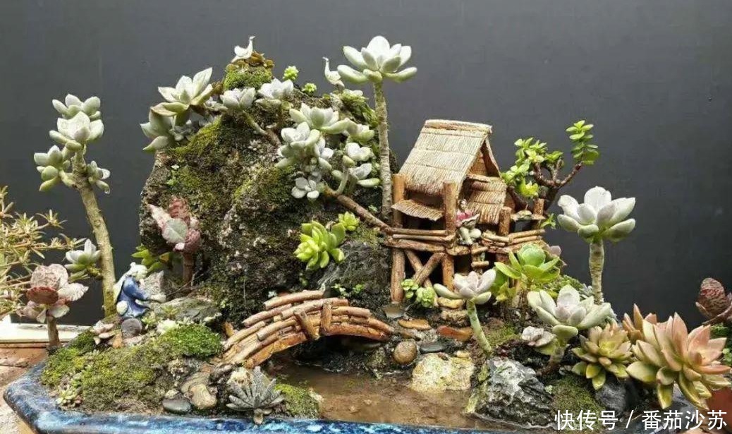 举动|5月,初遇暴雨后,盆栽多肉马上采取3项举动,一个都少不了