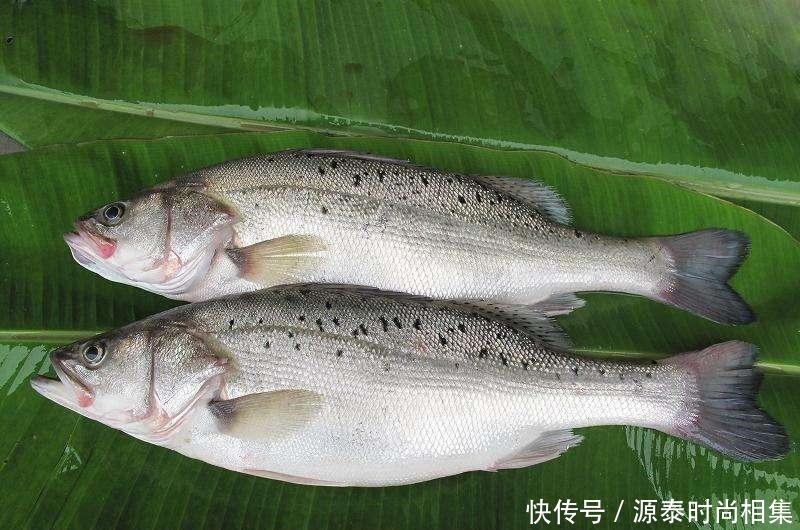选择|买鱼就选择这5种鱼,刺很少,味道还特别鲜美,是烹饪的好食材!