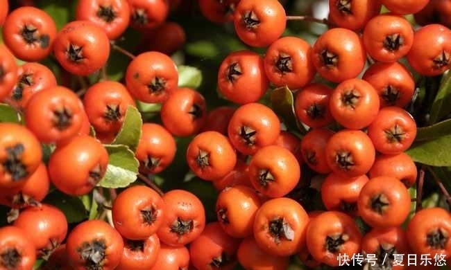 山楂|山楂泡水时放一物进去,喝上一周后,血管干净了,腰围也小了