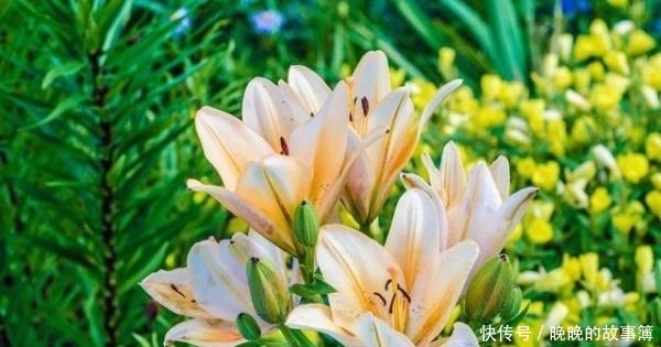 花店这种花价格不便宜 自己种却相当简单