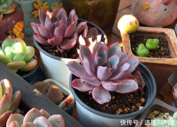 多肉植物有蚧壳虫 用它喷一喷 全部不见了 越长越肥 越长越美 粉紫色 多肉植物有蚧壳虫 用它喷一喷 全部不见了 越长越肥 越长越美 粉紫色