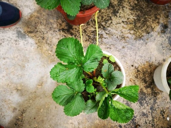 草莓度夏|3种花要休眠了,快别浇水了,再浇就死了!