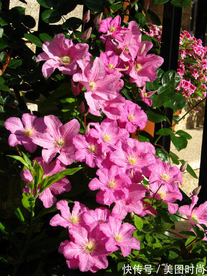 阳台上|为建花园,不顾反对买了一楼带院子,3年的亲手布置朋友都羡慕了