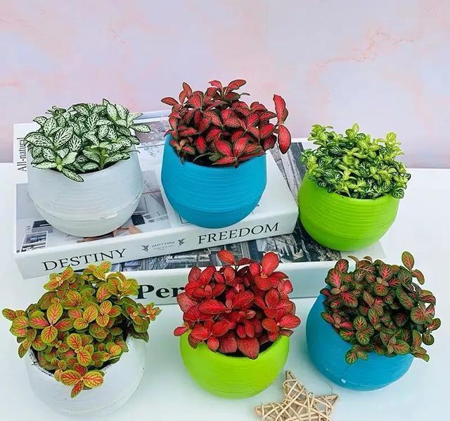 清新|办公桌养几盆网纹草,叶子比花还好看,清新又养眼