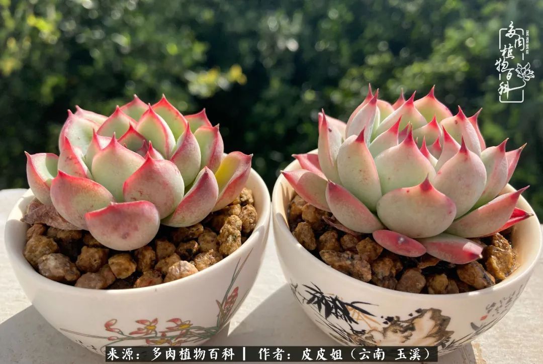 秋黄|柴米油盐的日子,养几盆多肉吧,为生活添几抹色彩!