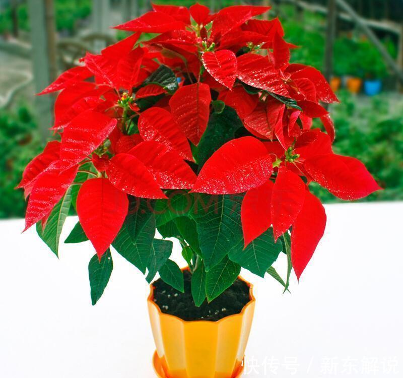 5种“毒花卉”,再漂亮也没用,家有孩子慎养,赶快丢到外面去