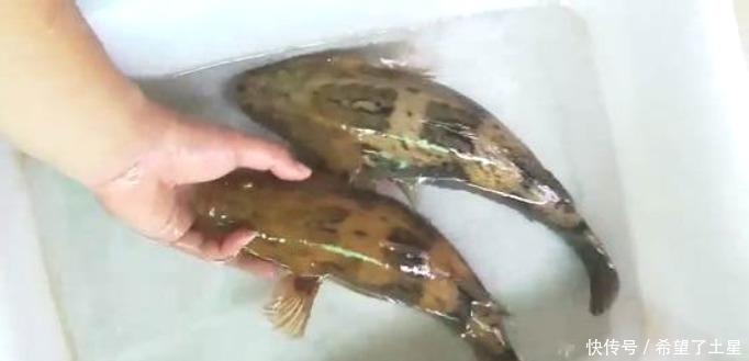 这种入侵鱼,虽然长得不咋地,但肉质鲜嫩,一斤都被炒到200多元