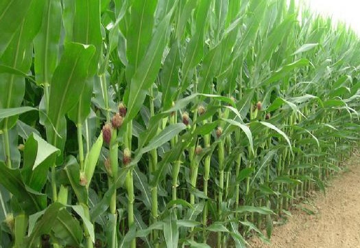 为什么女人喜欢吃玉米因为神奇的秘密,很多人都不清楚