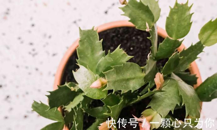 1月前后多注意这4点,家庭盆栽蟹爪兰,从寒冬到暖春不愁没花赏